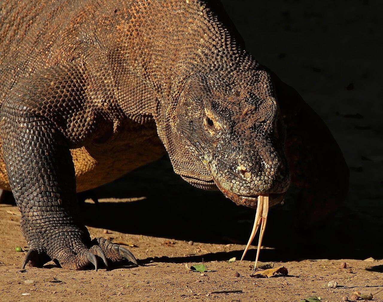 Komodo National Park, East Nusa Tenggara