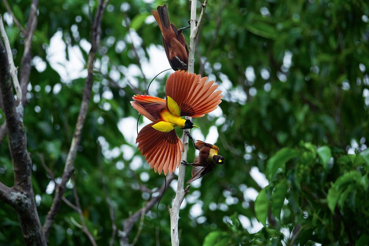 Dawn With the Red Bird-of-Paradise, Sawinggrai, Raja Ampat