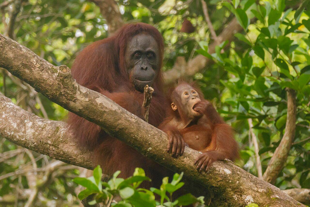 Tanjung Puting, Central Kalimantan