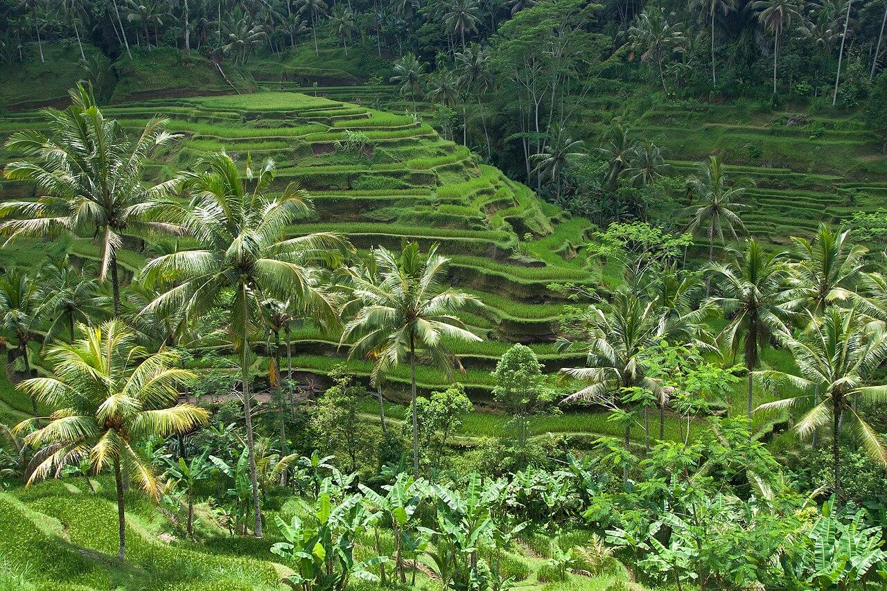 Tegallalang Rice Terraces, Ubud, Bali